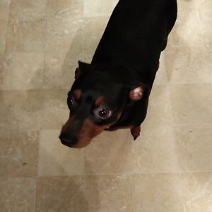 Meet your Posher, Samuel